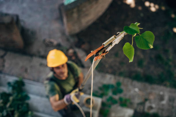 Best Arborist Consultation Services  in Pleasantville, NY